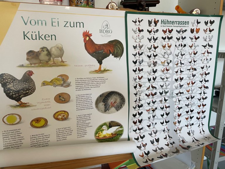 Grossansicht in neuem Fenster: Küken 8