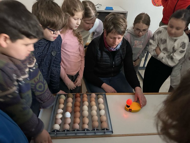 Grossansicht in neuem Fenster: Schlüpfen3